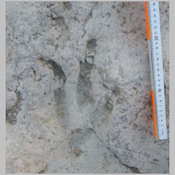 DSCN0456 Baby close.jpg